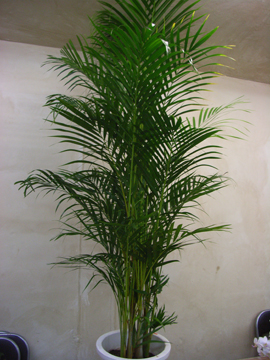green5